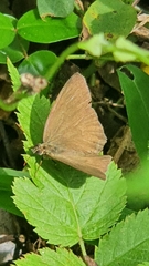Papilionoidea