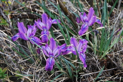 Iris tigridia