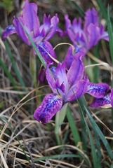 Iris tigridia
