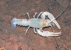 Cambarus setosus