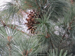 Pinus ayacahuite