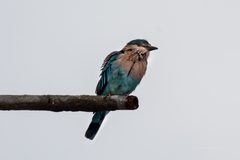 Coracias benghalensis