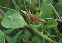 Indigofera flavicans image