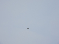 Accipiter nisus