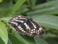 Neptis pryeri