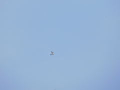 Accipiter nisus