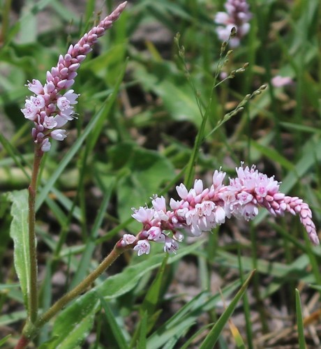 Persicaria limbata image