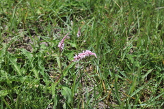 Persicaria limbata image