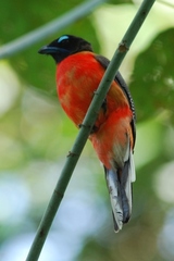 Harpactes duvaucelii