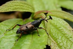 Cercidocerus erubescens