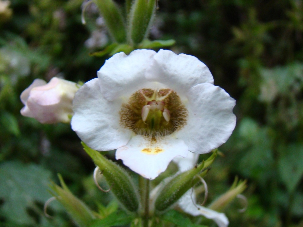 Mimulopsidinae