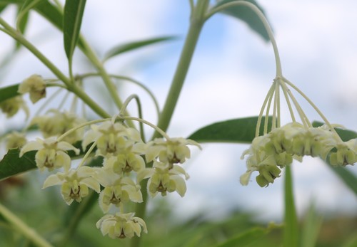 Gomphocarpus fruticosus image