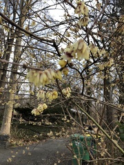 Chimonanthus