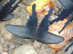 Papilio macilentus
