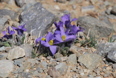 Pulsatilla bungeana