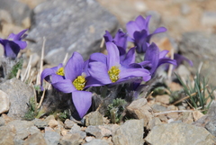 Pulsatilla bungeana