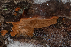 Phellinus abietis