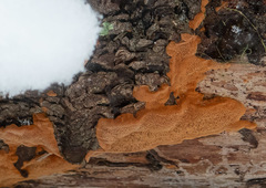Phellinus abietis