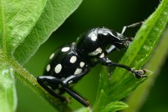 Pachyrhynchus insularis