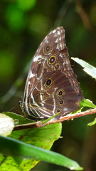 Morpho deidamia