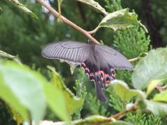 Papilio macilentus