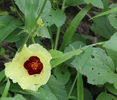Hibiscus ovalifolius