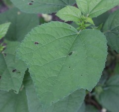 Hibiscus ovalifolius