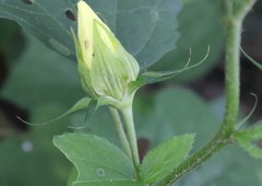 Hibiscus ovalifolius