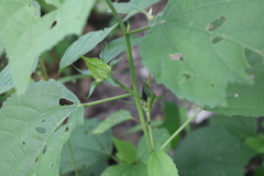 Hibiscus ovalifolius