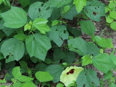 Hibiscus ovalifolius
