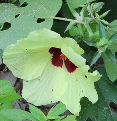 Hibiscus ovalifolius