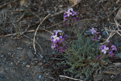 Oreoloma violaceum