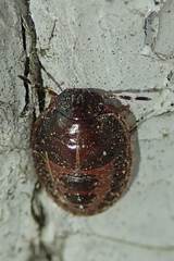 Brachyplatys subaeneus