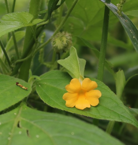 Thunbergia reticulata image