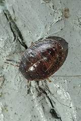 Brachyplatys subaeneus