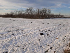 Nannospalax leucodon