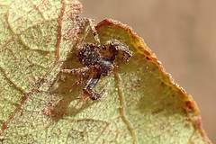 Pycnaxis