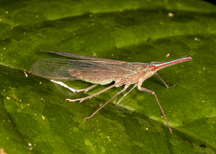 Lappidina