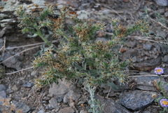 Craniospermum mongolicum