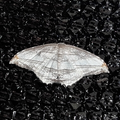 Morphomima fulvitacta