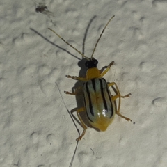 Diabrotica underwoodi