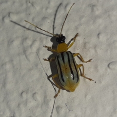 Diabrotica underwoodi