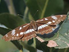 Limenitis doerriesi