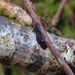 Glue Crust Fungus - Photo (c) whale_nerd, some rights reserved (CC BY-NC), uploaded by whale_nerd