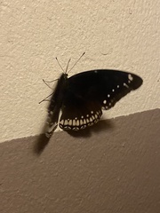 Hypolimnas bolina
