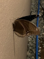 Hypolimnas bolina
