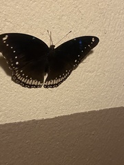 Hypolimnas bolina