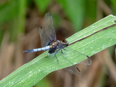 Erythrodiplax avittata