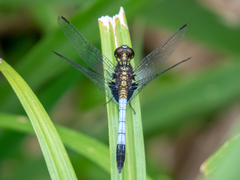 Erythrodiplax avittata