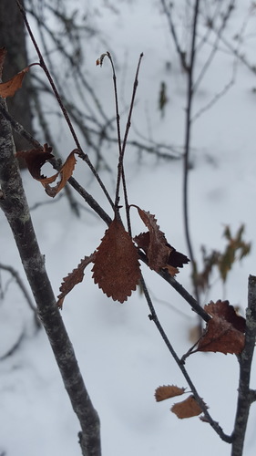 Bog birch (Betula pumila)